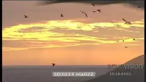 Silhouette shot Sea birds Cape Gannets flying across ocean
