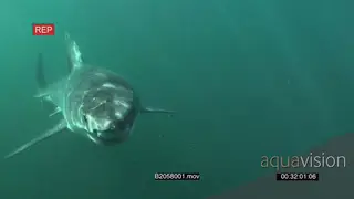 Great white shark gently swimming towards camera underwater in ocean then turning and.