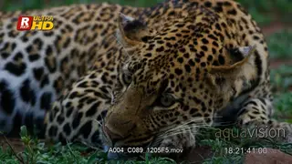 Leopard laying down, resting and ruminating.
