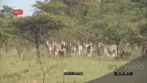Young male Lion hunting stalking and chasing A Dazzle of Zebra, WS FAILS NTD