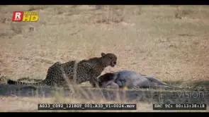 Cheetah looking alert the continue eating springbok