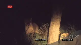 Lion pride surround stalk attack Cape Porcupine with raised quills defensive behaviour as.