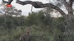 Leopard resting on a tree in bushveld and Spotted Hyena walking past looking at it LWS.