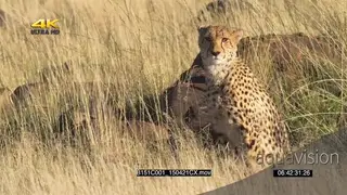 Cheetah coalition sitting on rocks SEMI-DRY MWS ZI LS