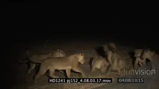 Lion surrounded by aggressive lionesses fighting at night.