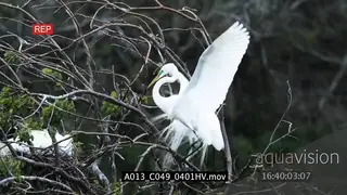Great Egret standing on tree and one landing with feathers blowing in the wind MWS