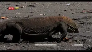 MS Komodo Dragon on Beach Walking GENERAL BEHAVIOUR
