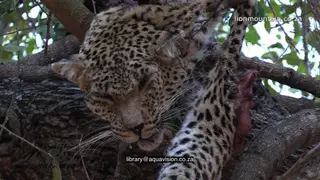 CU PROFILE of dead Leopard in tree