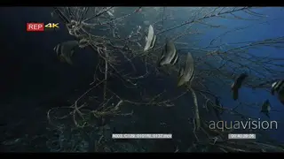 Close up view of a school of longfin batfish, spadefish.