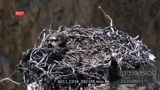 Juvenile Ospreys standing in a nest moving and one eating HA 2S MLS