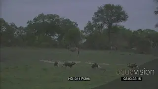 African Wild dog pack stalking zebras grazing alerted in the distance