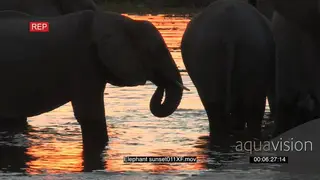 Herd of Elephants in a river drinking water MWS