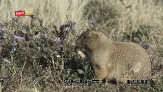Prairie Dog eating and walking away on prairie MLS