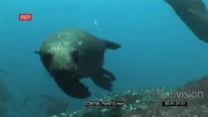 Float Cape Fur Seals swimming and turning underwater in ocean and passing by camera LS.