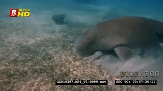 Close up shot of a dugong eating
