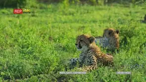 Two cheetah cubs lying in green grass