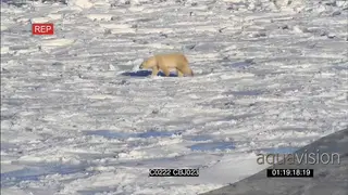 Polar bear patrolling walking across snow