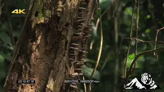 Bracket Fungi Mushroom growing in African Tropical forest in Uganda