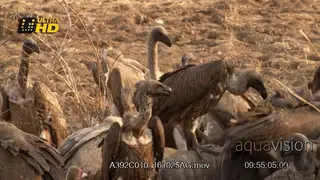A wake of Vultures feeding on elephant carcass, good light.