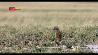 Juvenile meerkat inside long grass