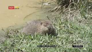 Wet Beaver looking around, drinking from the pond and walks off WS PAN GENERAL BEHAVIOUR