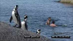 African Penguins at Boulders Beach, with beachgoers and bathers