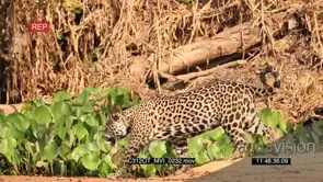 Jaguar (Panthera onca) walking on riverbank