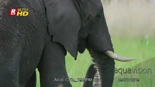 African Elephant MS walking, feeding on grass and looking around.