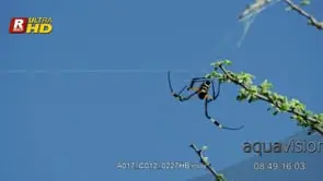 Golden Silk Orb Spider spinning, building its web, marking territory and prey catcher.