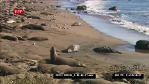 Elephant seal crawls onto beach where other elephant seals lay and rest.