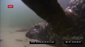 Harbour seal swimming and hunting underwater close to the camera GENERAL BEHAVIOUR