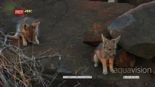 Two Black-backed jackal pups on rocks