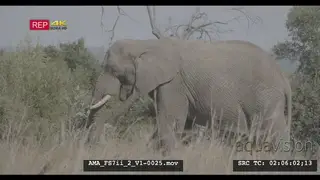 African elephant standing and feeding, foraging, eating, pulling branches, leaves