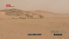 Desert elephant family walking in Hoanib desert in a sand storm
