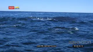A school of common dolphins swimming, porpoising and feeding on a bait ball of sardines.