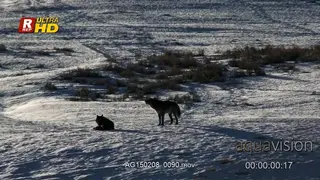 A pair of Arctic wolves standing, laying down, calling while patrolling the territory. WS.