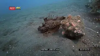 CU of a brown spiny devilfish, devil scorpionfish.