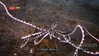 Close up tracking shot of a mimic octopus, octopus sp19.