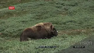 Musk Ox on Greenland tundra Green MS