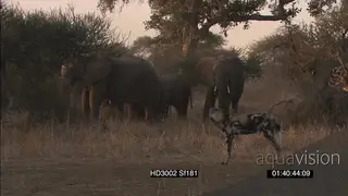 African Wild Dog pack stalking hunting surrounding African Elephant herd with calfs.