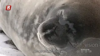 Weddell seal laying down and resting.