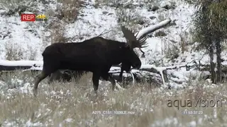Adult Moose bull side view, walking on prairie during snow. LS; PAN.