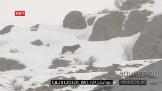 Gray Wolf standing looking around and walking on prairie during snow fall XLS ZI WS PAN
