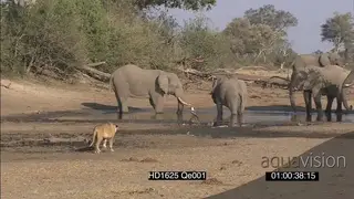 African Elephant herd at waterhole drinking as African Lioness cautiously approaches.