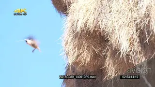 Sociable Weavers flying in and out of nest SLOWMO
