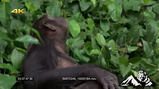 Chimpanzee sitting down on the ground and looking around.