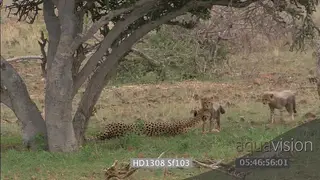 Young Cheetah cubs walking towards mother resting under tree affection interaction