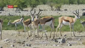 Springbok herd in the bush