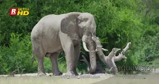 Male African Elephant covered in clay, standing and scratching itself with a tree branch.