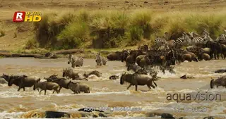 Herd of young and adult Blue Wildebeest and Zebra crossing river with rocks.
